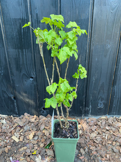 Biologisch Zwarte bes / aalbes - Ribes nigrum 'Titania'