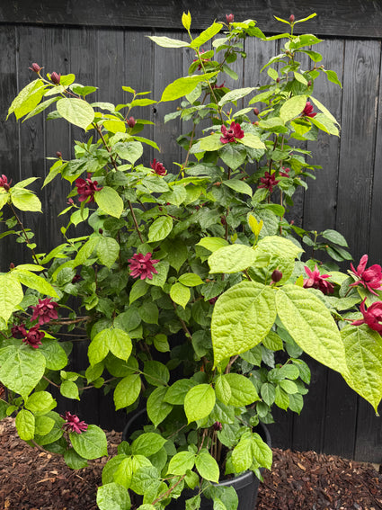 Hartige wijnstruik / Specerijstruik - Calycanthus 'Hartlage Wine'