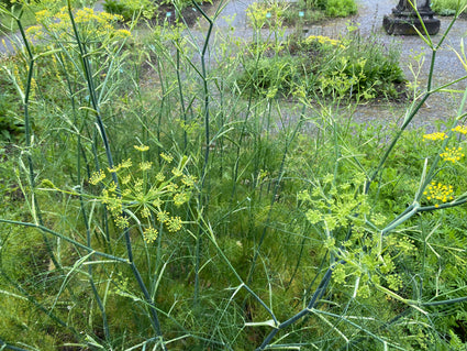 Venkel - Foeniculum vulgare