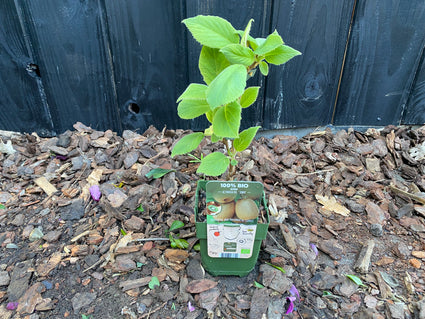 Biologisch Kiwi - Actinidia deliciosa 'Jenny' (zelfbestuivend)