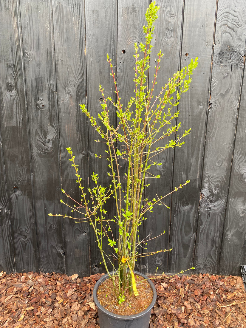 Voorbeeld foto C20 pot - eind maart Voorbeeld foto C20 pot - eind maart