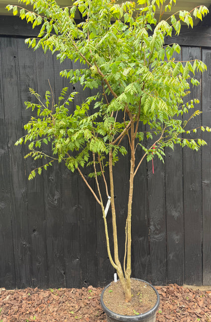 Foto begin mei - in blad - 175-200 cm variant