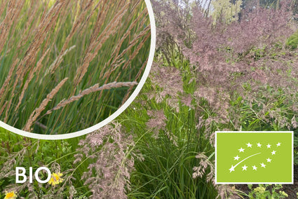 Biologische Struisriet - Calamagrostis x acutiflora 'Overdam'
