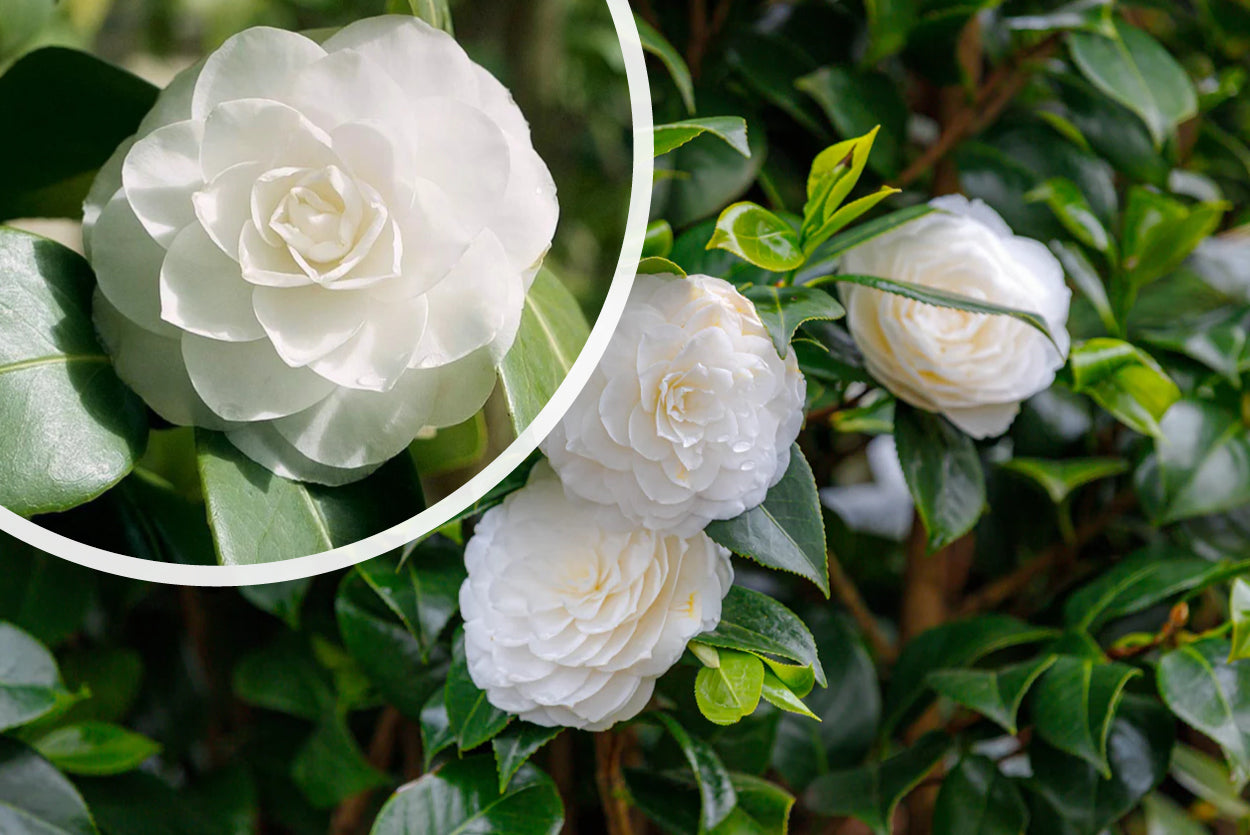 Camellia japonica 'Powder puff struik