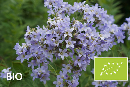 Biologisch Klokjesbloem - Campanula lactiflora