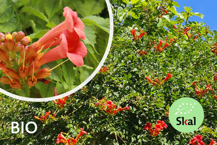 Biologische Trompetbloem (Rood) - Campsis x tagliabuana 'Mme Galen'