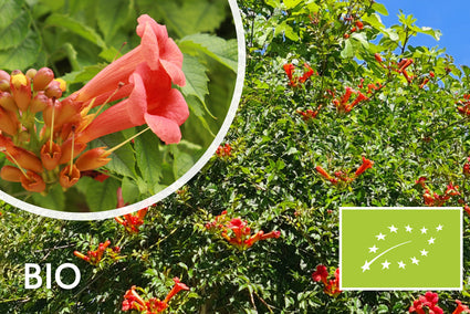 Biologische Trompetbloem (Rood) - Campsis x tagliabuana 'Mme Galen'