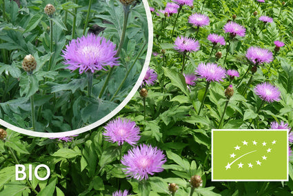 Biologische Korenbloem - Centaurea dealbata
