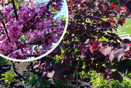 Amerikaanse Judasboom (Paars) - Cercis canadensis 'Forest Pansy'