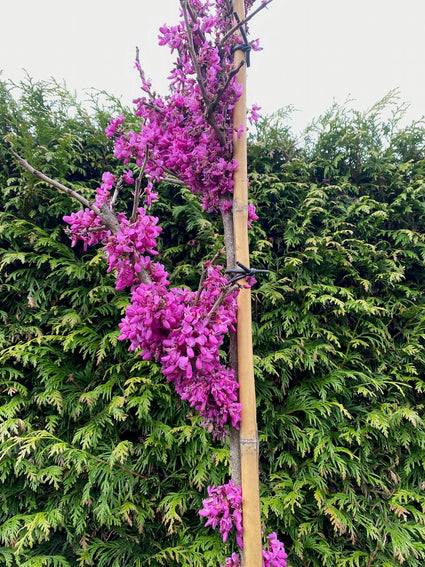 Chinese Judasboom - Cercis Chinensis 'Avondale'