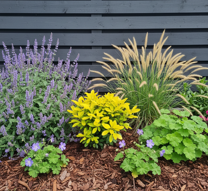 Mexicaanse Citroenbloesem - Choisya ternata 'Lich'