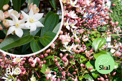 Biologische Bosrank - Clematis armandii 'Apple Blossom' BIO