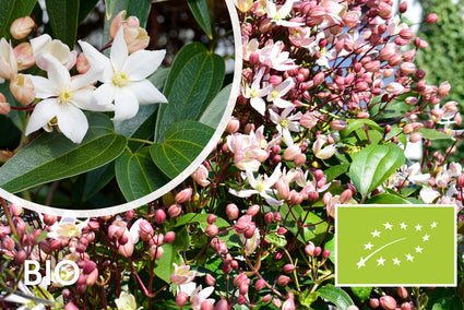 Biologische Bosrank - Clematis armandii 'Apple Blossom' BIO