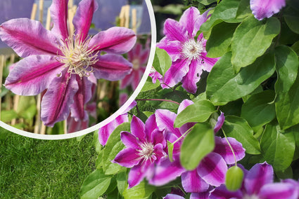 Grootbloemige Bosrank - Clematis 'Dr Ruppel'