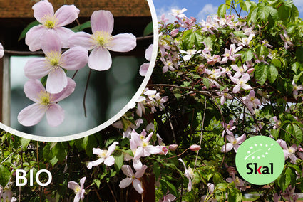 Biologische Bergbosrank (licht roze) - Clematis montana 'Rubens'