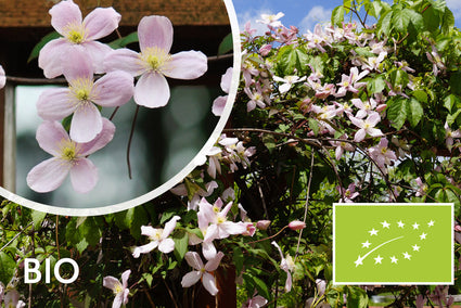 Biologische Bergbosrank (licht roze) - Clematis montana 'Rubens'