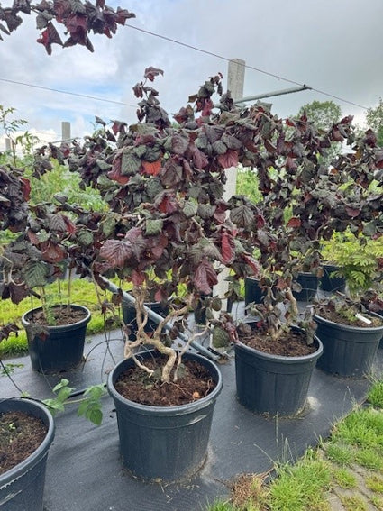 Kronkelhazelaar - Corylus 'Red Majestic'