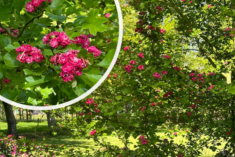 Rode Meidoorn - Crataegus laevigata 'Paul's Scarlet' Rode Meidoorn - Crataegus laevigata 'Paul's Scarlet'