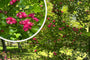 Rode Meidoorn - Crataegus laevigata 'Paul's Scarlet' Rode Meidoorn - Crataegus laevigata 'Paul's Scarlet'