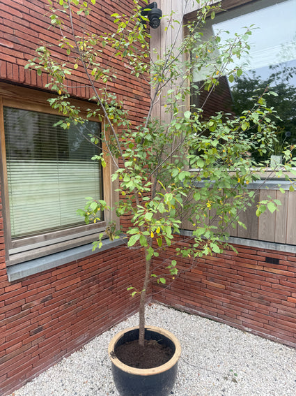 Sporkehout - Frangula alnus (Rhamnus cathartica)