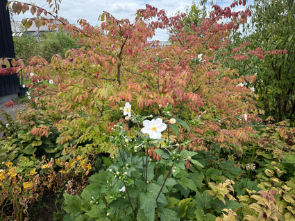 Wilde kardinaalsmuts - Euonymus europaeus 'Red Cascade'
