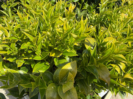 Vleesbes - Sarcococca ruscifolia