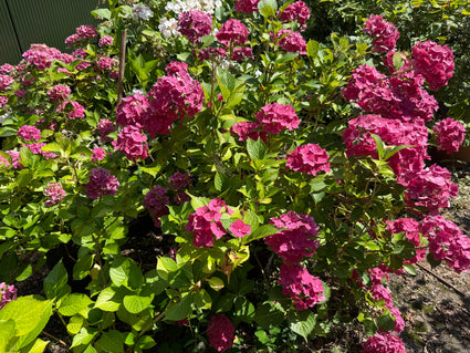 Boerenhortensia - Hydrangea macrophylla 'Bouquet Rose'