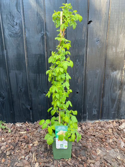 Biologisch Gele Framboos - Rubus ideaus Twotimer Sugana Yellow® / Golddigger