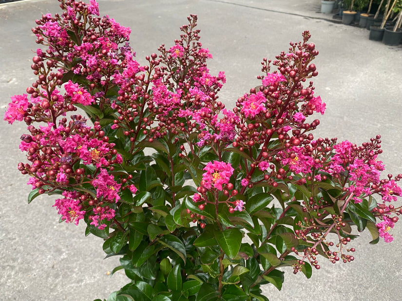 Indische sering - Lagerstroemia indica 'Berry Dazzle' Indische sering - Lagerstroemia indica 'Berry Dazzle'
