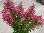 Indische sering - Lagerstroemia indica 'Berry Dazzle' Indische sering - Lagerstroemia indica 'Berry Dazzle'