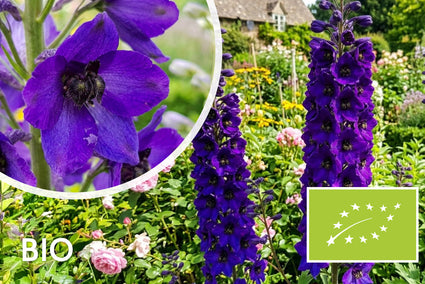 Biologische Ridderspoor - Delphinium 'Black Knight'