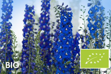 Biologisch Ridderspoor - Delphinium (P) 'Blue Bird'