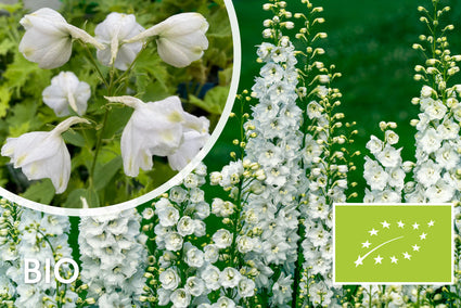 Biologisch Ridderspoor (Wit) - Delphinium 'Galahad'