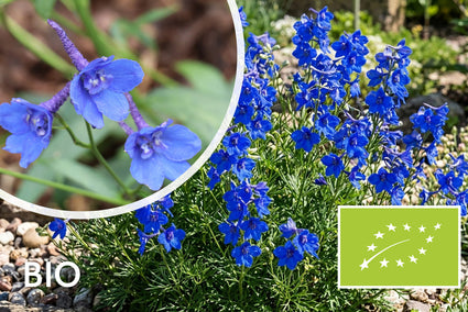 Biologisch Ridderspoor - Delphinium grandiflorum 'Blauer Zwerg'
