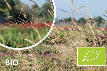 Biologisch Ruwe Smele - Deschampsia cesp. 'Goldschleier'