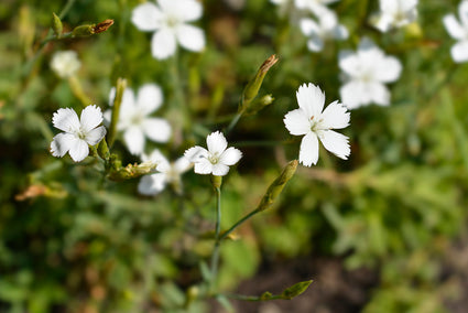 Steenanjer - Dianthus deltoides 'Albiflorus'