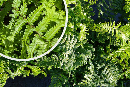 Geschubde mannetjesvaren - Dryopteris affinis 'Cristata'