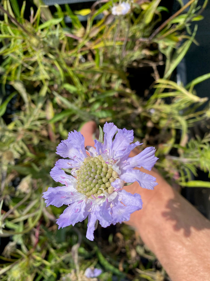 Duifkruid - Scabiosa caucasica 'Perfecta' Duifkruid - Scabiosa caucasica 'Perfecta'