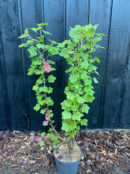 Rode Ribes - Ribes sanguineum 'King Edward VII'