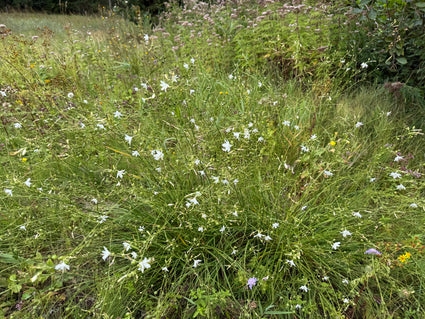 Grote graslelie - Anthericum liliago