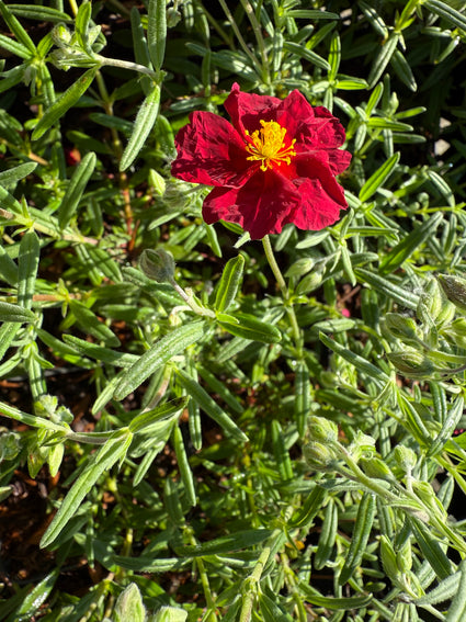 Zonneroosje - Helianthemum 'Supreme'