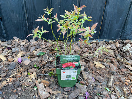 Biologische Blauwe bes (Roze soort) - Vaccinium corymbosum 'Pink Lemonade'