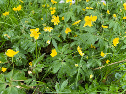 Gele Anemoon - Anemone ranunculoides
