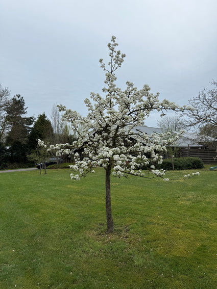 Biologisch Perenboom - Pyrus communis 'Bonne Louise d'Avranches'