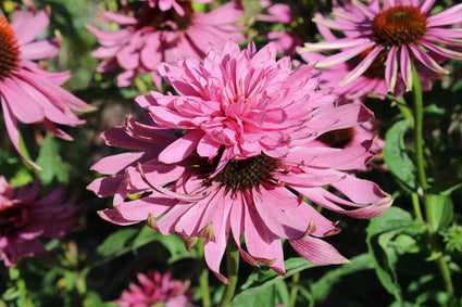 Zonnehoed (Roze) - Echinacea purpurea 'Doubledecker'