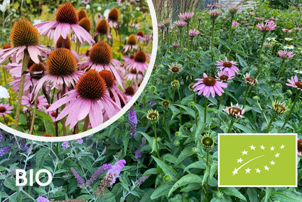 Biologisch Rode Zonnehoed - Echinacea purpurea