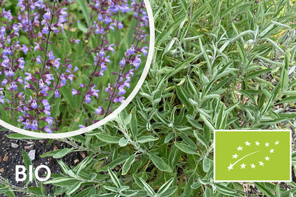 Biologisch Echte Salie - Salvia officinalis (Eetbare plant)