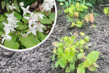 Elfenbloem - Epimedium x youngianum 'Niveum'