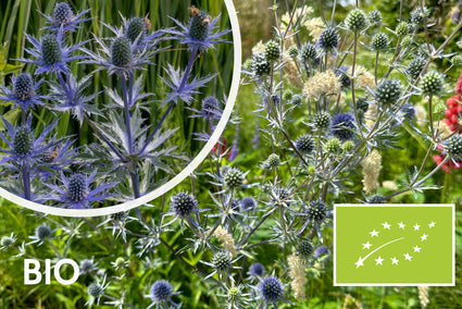 Biologisch Kruisdistel - Eryngium planum