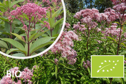 Biologisch Koninginnekruid (Hoogte 2 meter) - Eupatorium mac. 'Atropurpureum'
